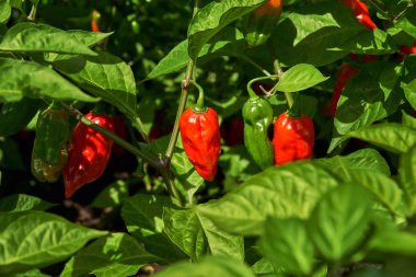 Acı biber, organik çiftlik. Montreal, Kanada'da çekilen fotoğraf.