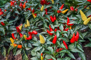 Acı biber, organik çiftlik. Montreal, Kanada'da çekilen fotoğraf.