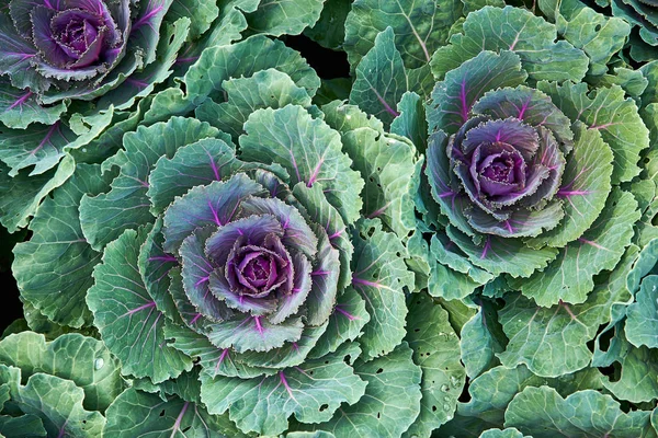 Cabbage Red Express Organic farm in a Vegetable in Montreal, Canada. Cabbage in the garden. Organic background in freshness atmosphere farm. Agriculture concept.