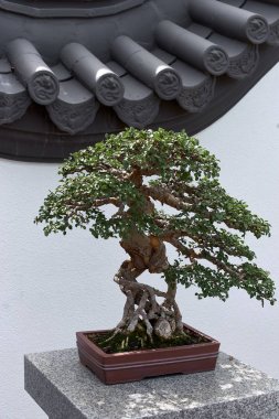 Montreal, Kanada, 5 Eylül 2018: Montreal Botanik Bahçesi Manzarası, Çin Botanik Bahçesinde Süs Küçük Ağaçları