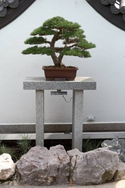 Montreal, Kanada, 5 Eylül 2018: Montreal Botanik Bahçesi Manzarası, Çin Botanik Bahçesinde Süs Küçük Ağaçları