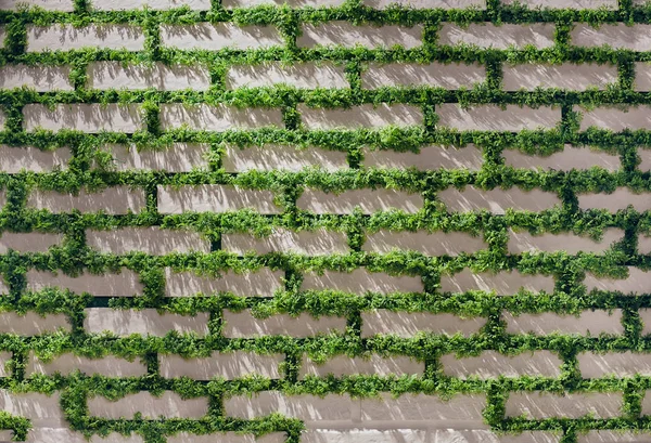 White brick wall with moss growing out of it. Horizontal color photography — Stock Photo, Image