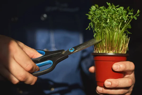 Maceta con brotes de guisante verde en las manos de un cocinero en uniforme azul, arranca varios brotes por un plato . — Foto de Stock