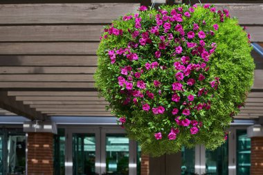 Çiçeklerle bahçıvanlık. Çerçevede güneş ışığı