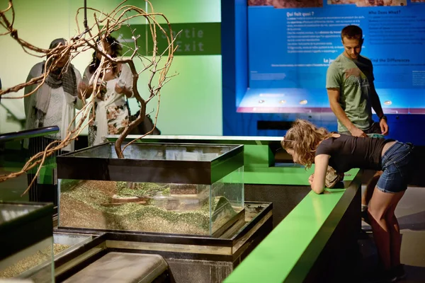 MONTREAL, CANADA, 5 de setembro de 2018: Insectarium, em um jardim botânico com visitantes que assistem e fotografam insetos . — Fotografia de Stock