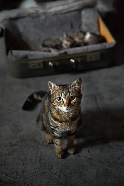 Elhagyott macska-val cica. cica az anyasági védelem alatt. Állatvédelem. Hajléktalan állatok. — Stock Fotó