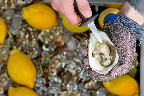 Şef bıçak ve paslanmaz çelik örgü istiridye eldiven ile taze istiridye shucking. — Stok fotoğraf