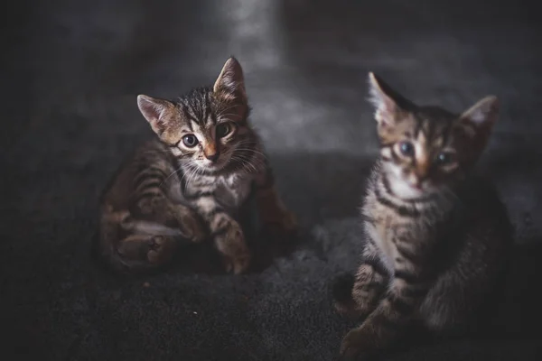 Homeless animals. abandoned kittens, cute kittens are playing, looking at the camera. Animal welfare in a homeless shelter. Low key, toned photo — Stock Photo, Image