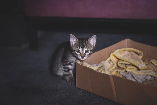 Animais sem-abrigo. gatinhos abandonados, gatinhos bonitos estão brincando, olhando para a câmera. Bem-estar animal num abrigo para sem-abrigo. Tecla baixa, foto tonificada — Fotografia de Stock