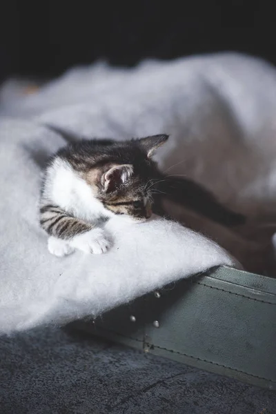 Animais sem-abrigo. gatinhos abandonados, gatinhos bonitos estão brincando, olhando para a câmera. Bem-estar animal num abrigo para sem-abrigo. Tecla baixa, foto tonificada — Fotografia de Stock