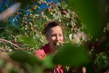 Ağaçtaki genç kadın, güneşli güzel bir yaz gününde elma ağacından elma toplayarak bir elma ısırır.