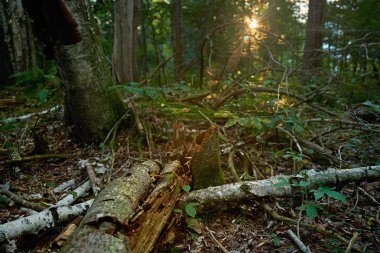 ölü eski ağaç üzerinde gün batımı vahşi ormanda yatıyor, bir yaban hayatı kutsal büyük bir ağaç çürüme kırık bir gövde, akşam zamanı erken sonbahar