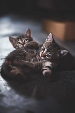 Evsiz hayvanlar. terk edilmiş kedi yavruları, sevimli kedi yavruları kameraya bakarak oynuyorlar. Evsizler barınağında hayvan refahı. Düşük tuşlu, tonlu fotoğraf