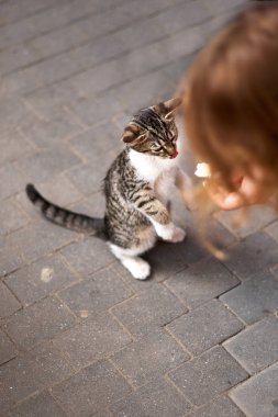 Evsiz hayvanlar. terk edilmiş kedi yavruları restoranın terasında yemek için yalvarıyorlar. Evsizler barınağında hayvan refahı