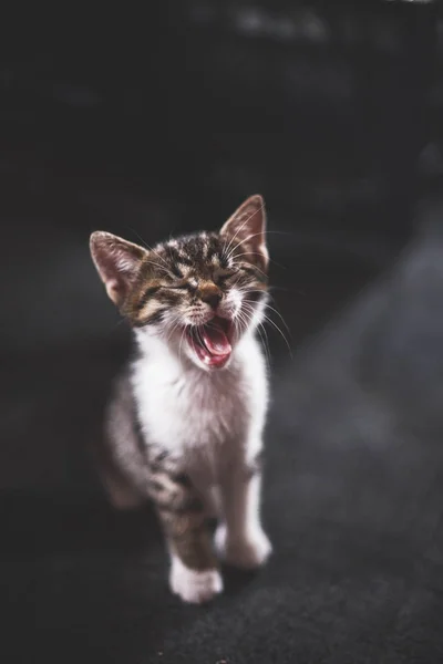 Homeless animals. abandoned kittens, cute kittens are playing, looking at the camera. Animal welfare in a homeless shelter. Low key, toned photo