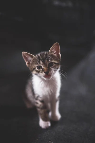 Animais sem-abrigo. gatinhos abandonados, gatinhos bonitos estão brincando, olhando para a câmera. Bem-estar animal num abrigo para sem-abrigo. Tecla baixa, foto tonificada — Fotografia de Stock