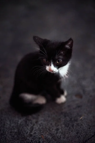 Animales sin hogar. gatitos abandonados, gatitos lindos están jugando, mirando a la cámara. Bienestar animal en un refugio para indigentes. Llave baja, foto tonificada — Foto de Stock