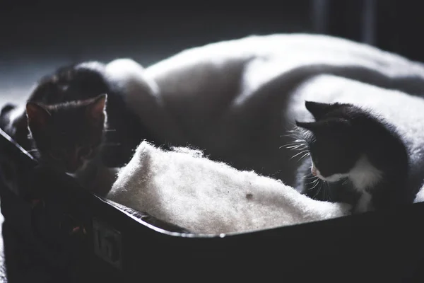 Animais sem-abrigo. gatinhos abandonados, gatinhos bonitos estão brincando, olhando para a câmera. Bem-estar animal num abrigo para sem-abrigo. Tecla baixa, foto tonificada — Fotografia de Stock