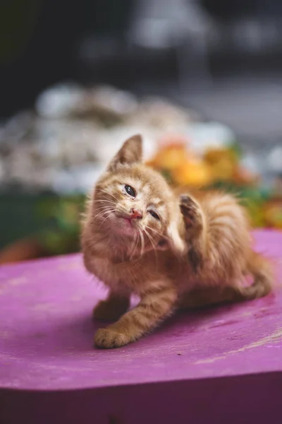 Homeless animals. abandoned cat red, fleas, itchy yourself look at the camera. Animal welfare in a homeless shelter — Stock Photo, Image