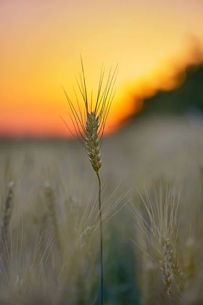 Tarwe stengel op de achtergrond van de dageraad. stralen van de zon die door het tarwe — Stockfoto