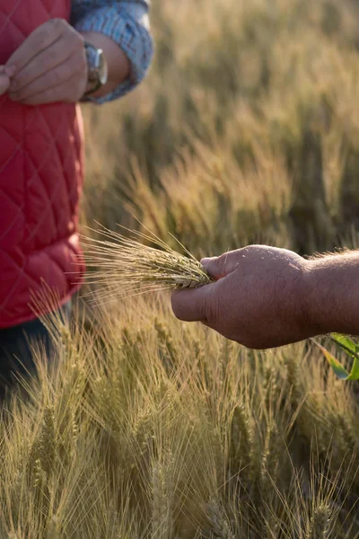 Hand with ears of grain wheat spikelet close up growing, agriculture farming rural economy agronomy concept