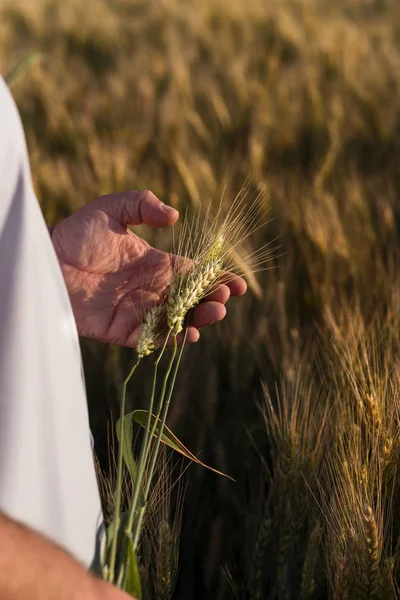 Hand with ears of grain wheat spikelet close up growing, agriculture farming rural economy agronomy concept