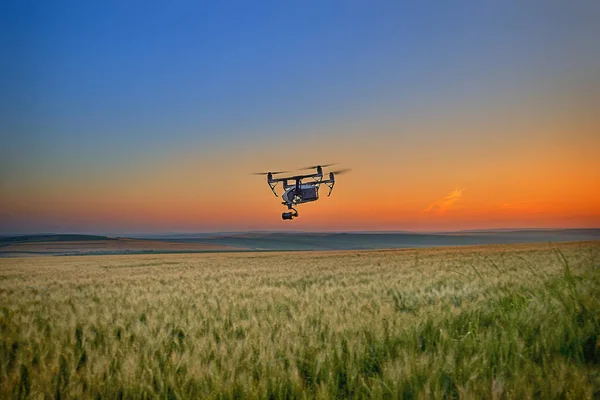 Quadcopter with camera flying over field. Photography quadcopter drone hovering over young green sprouts of wheat plants in a field. Smart agriculture concept