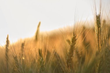 şafak söktürünün arka planında buğday sapı. buğdaydan geçen güneş ışınları