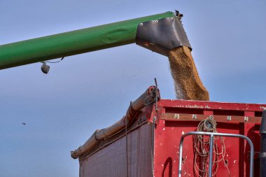 Yeşil kırmızı bir römork kamyon içine sorgum boşaltma hasat makinesi birleştirir. yaz aylarında sorgum hasadı. Güneşli mavi gökyüzü ve kopyalama alanı