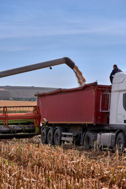 Floresti, Moldova. 11 Eylül 2019: Yeşil, rafat makinesinin sorgum boşaltmalarını kırmızı bir römork kamyonuna dönüştürüyor. yaz aylarında sorgum hasadı. Güneşli mavi gökyüzü