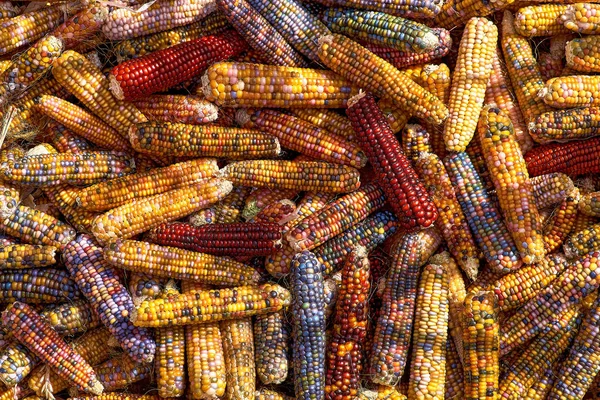 Stapel maïs Cobs, veelkleurig voor popcorn, maïs achtergrond — Stockfoto