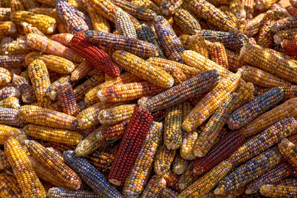 Stapel maïs Cobs, veelkleurig voor popcorn, maïs achtergrond — Stockfoto