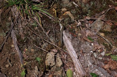 Küçük yılan, Budist Tapınağı, Tambaoson, Harrington, Kanada 'da güneşlenir.