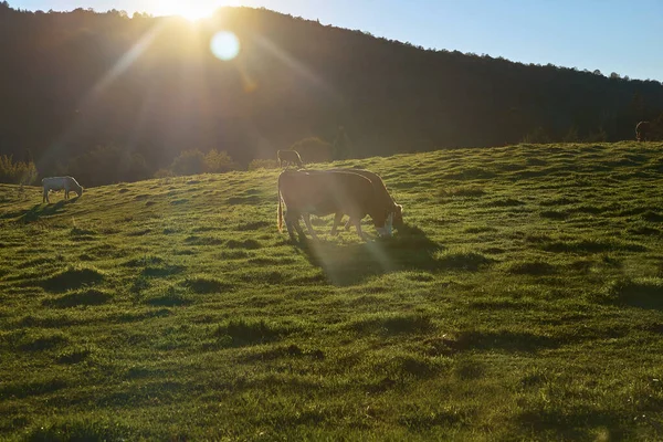 Vacas em um campo verde durante o pôr do sol sobre os picos da montanha. Conceito de Agricultura. em Quebec, Harrington. Viagem para o Canadá . — Fotografia de Stock