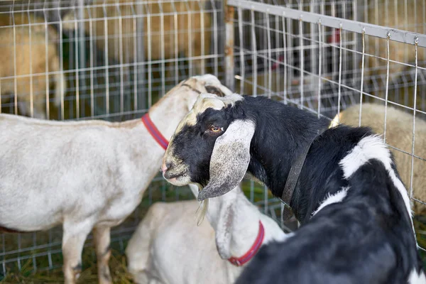 Schattig lang oor geit op eerlijke kijken naar camera - close-up gezicht bruin en wit geit — Stockfoto