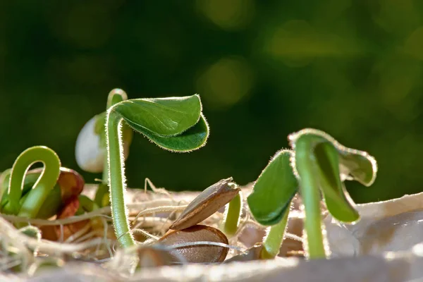 緑の背景にカボチャと植物の芽が成長するステップ. — ストック写真