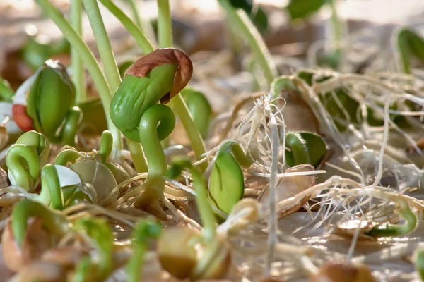 Semis et germination des plantes étape de croissance sur fond vert . — Photo