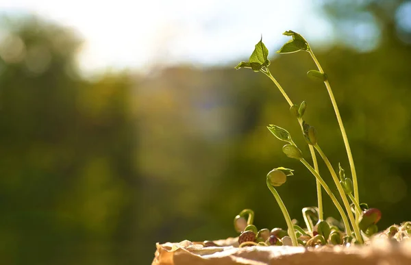 Plántulas y plantas brotan paso creciente sobre fondo verde . — Foto de Stock