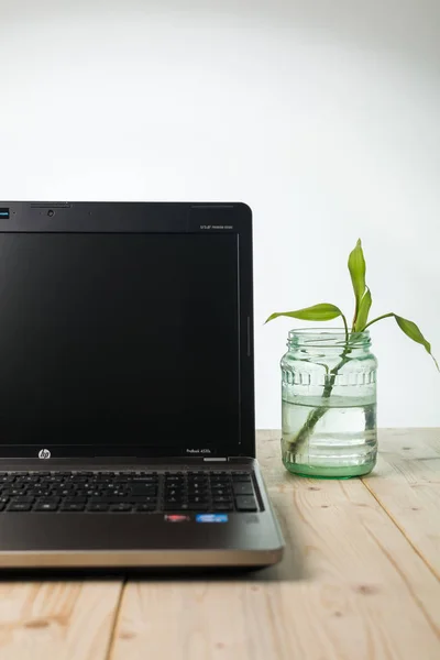 computer and plant in glass on the table