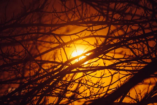 Dry branches in a fog