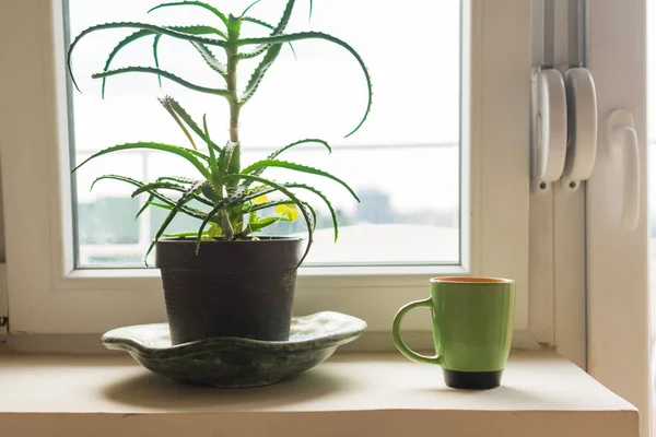 Plant and cup of coffee by the window- Image