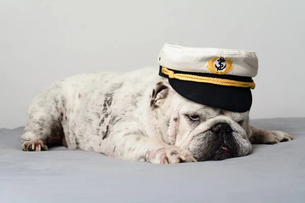 cute bulldog posing in sailor hat