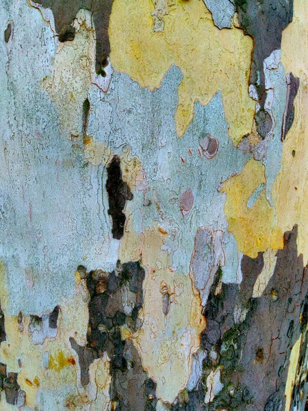 camouflage tree, colored bark, autumn nature