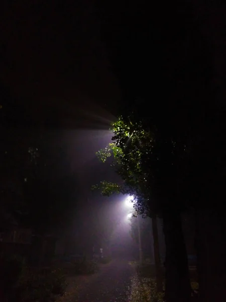 Sis ışık ışınları, gece sokak fotoğrafı, karanlıkta ağaçlar