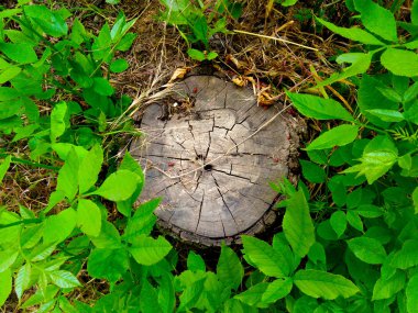 yeşil yaprakları ile güve