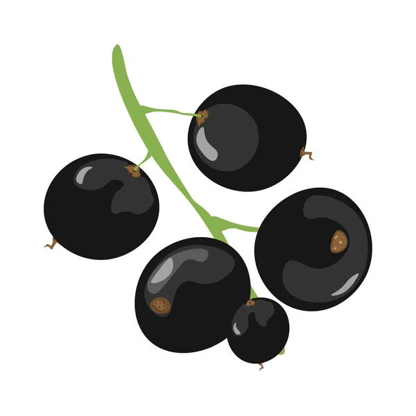 Isolated berry Currant in — Stock Vector