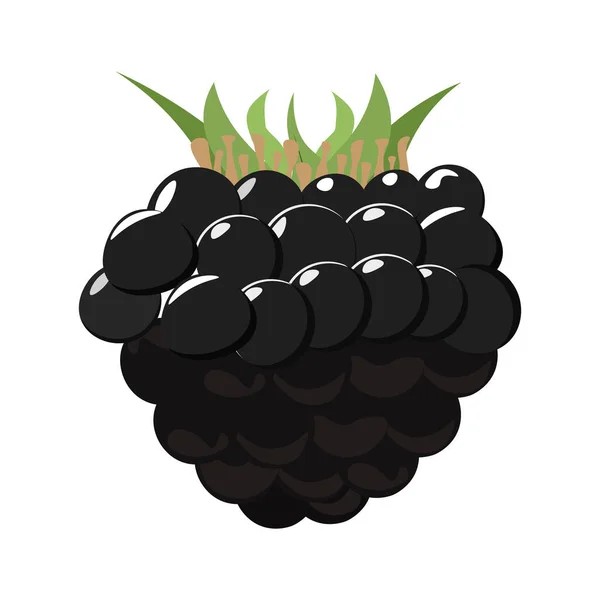 Dark purple blackberry — Stock Vector