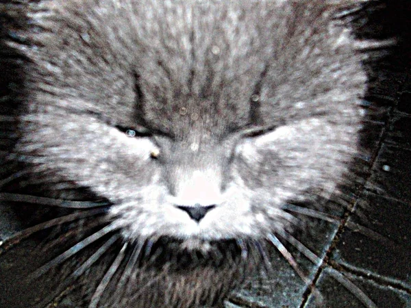 Kış geceleri gri sokak kedi fotoğrafı