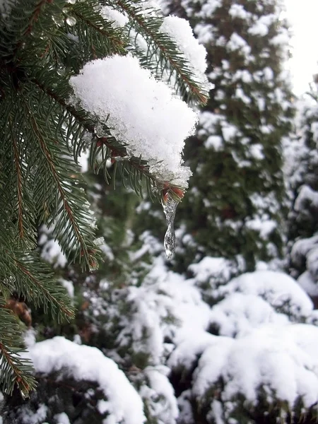 Açık bir günde bir kış orman fotoğrafı