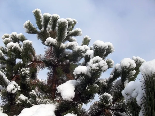 Açık bir günde bir kış orman fotoğrafı